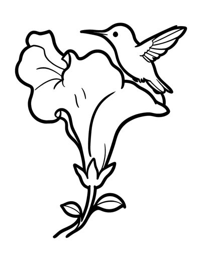 A hummingbird hovering at a big trumpet flower on a vine