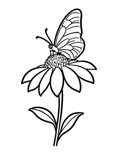 A butterfly resting on a big coneflower